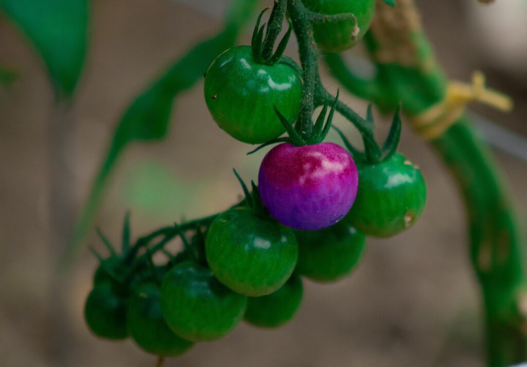 עגבניות סגולות