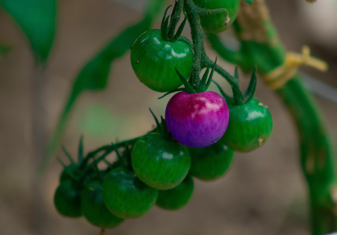עגבניות סגולות